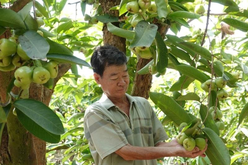 Mận xanh đường 'hồi sinh', nhà vườn miền Tây thu nhập hàng trăm triệu đồng/năm- Ảnh 1.