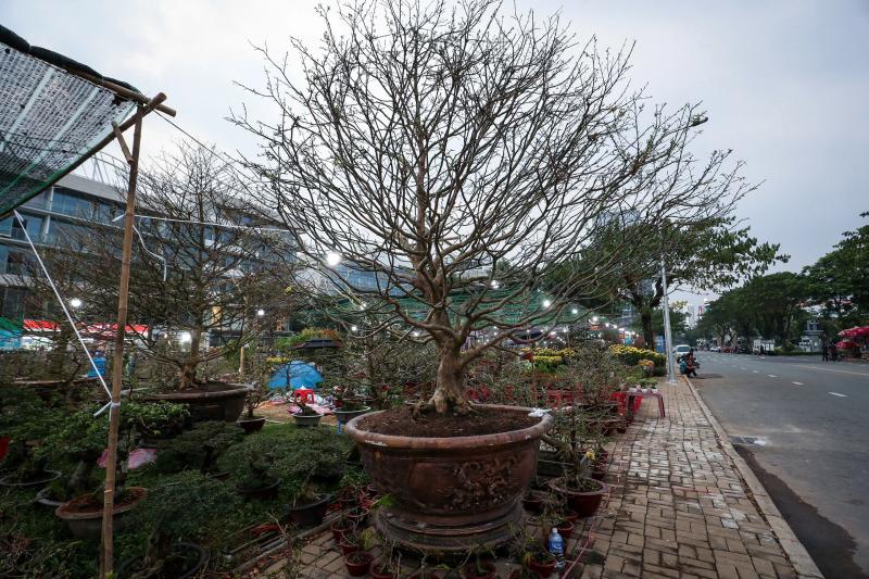 Chậu mai giá 500 triệu ở chợ hoa 'khu nhà giàu' TP.HCM: Khách trả 350 triệu, chủ có bán không?- Ảnh 2. Chậu mai giá 500 triệu ở chợ hoa 'khu nhà giàu' TP.HCM: Khách trả 350 triệu, chủ có bán không?- Ảnh 2.