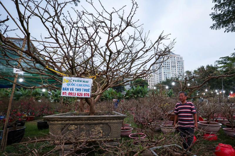 Chậu mai giá 500 triệu ở chợ hoa 'khu nhà giàu' TP.HCM: Khách trả 350 triệu, chủ có bán không?- Ảnh 4. Chậu mai giá 500 triệu ở chợ hoa 'khu nhà giàu' TP.HCM: Khách trả 350 triệu, chủ có bán không?- Ảnh 4.