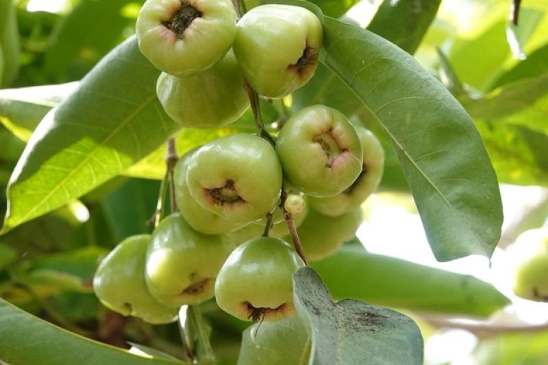 Mận xanh đường 'hồi sinh', nhà vườn miền Tây thu nhập hàng trăm triệu đồng/năm- Ảnh 7.
