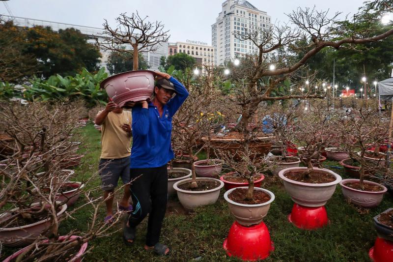 Chậu mai giá 500 triệu ở chợ hoa 'khu nhà giàu' TP.HCM: Khách trả 350 triệu, chủ có bán không?- Ảnh 5. Chậu mai giá 500 triệu ở chợ hoa 'khu nhà giàu' TP.HCM: Khách trả 350 triệu, chủ có bán không?- Ảnh 5.