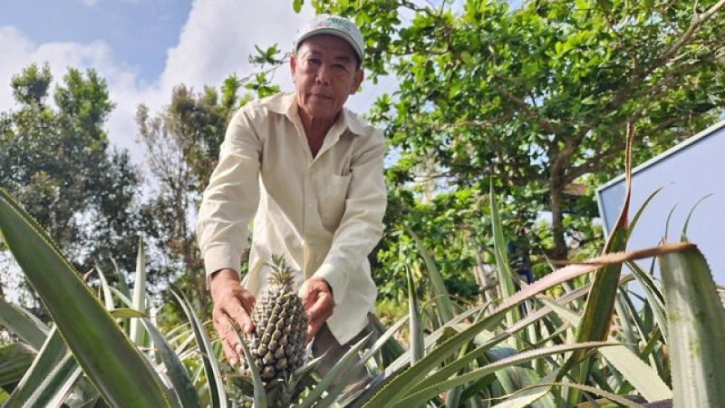 Trồng khóm hữu cơ kết hợp nuôi ốc lác, nông dân miền Tây kiếm bộn tiền- Ảnh 1. Trồng khóm hữu cơ kết hợp nuôi ốc lác, nông dân miền Tây kiếm bộn tiền- Ảnh 1.