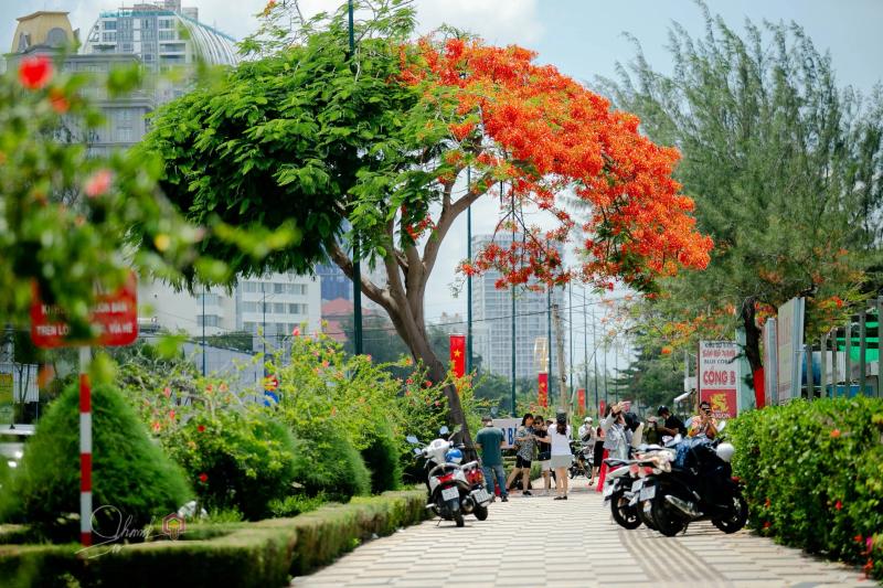 Cây phượng nửa lá nửa hoa độc lạ ở Vũng Tàu khiến du khách ngỡ ngàng hè 2025 - Ảnh 4.