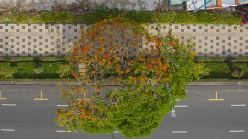 Cây phượng nửa lá nửa hoa độc lạ ở Vũng Tàu khiến du khách ngỡ ngàng hè 2025 - Ảnh 7.