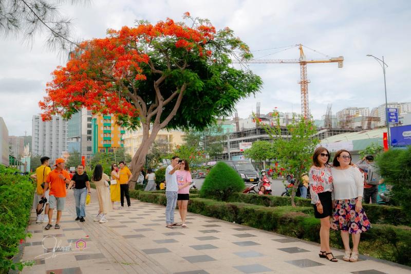 Cây phượng nửa lá nửa hoa độc lạ ở Vũng Tàu khiến du khách ngỡ ngàng hè 2025 - Ảnh 3.