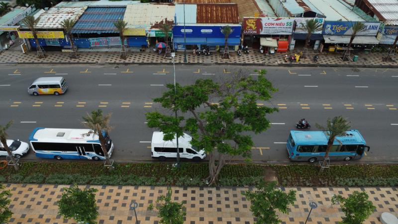 Cây phượng nửa lá nửa hoa độc lạ ở Vũng Tàu khiến du khách ngỡ ngàng hè 2025 - Ảnh 2.