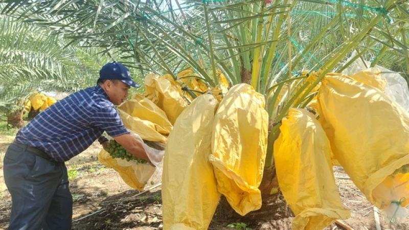 Vườn chà là tiền tỉ tuyệt đẹp ở Ninh Thuận- Ảnh 5.