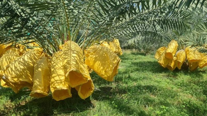 Vườn chà là tiền tỉ tuyệt đẹp ở Ninh Thuận- Ảnh 1.