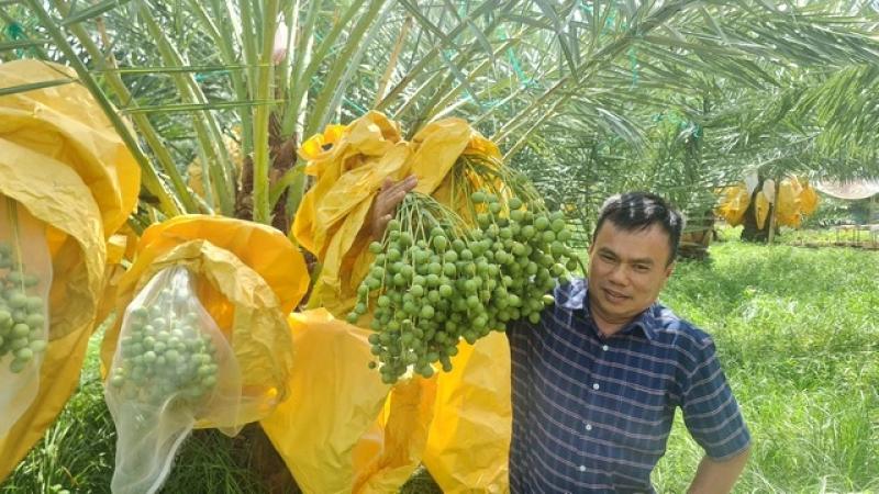 Vườn chà là tiền tỉ tuyệt đẹp ở Ninh Thuận- Ảnh 3.