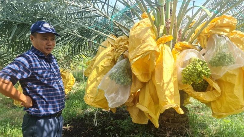 Vườn chà là tiền tỉ tuyệt đẹp ở Ninh Thuận- Ảnh 4.