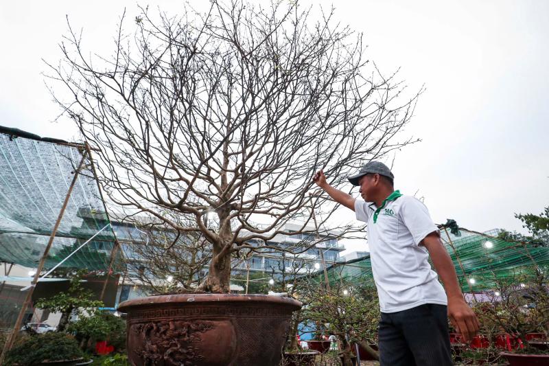 Chậu mai giá 500 triệu ở chợ hoa 'khu nhà giàu' TP.HCM: Khách trả 350 triệu, chủ có bán không?- Ảnh 1. Chậu mai giá 500 triệu ở chợ hoa 'khu nhà giàu' TP.HCM: Khách trả 350 triệu, chủ có bán không?- Ảnh 1.