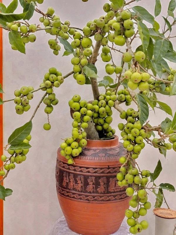 Cô giáo Phú Thọ gây sốt với thú chơi cắm cành trái cây độc đáo , đặc biệt là dừa - Ảnh 4.