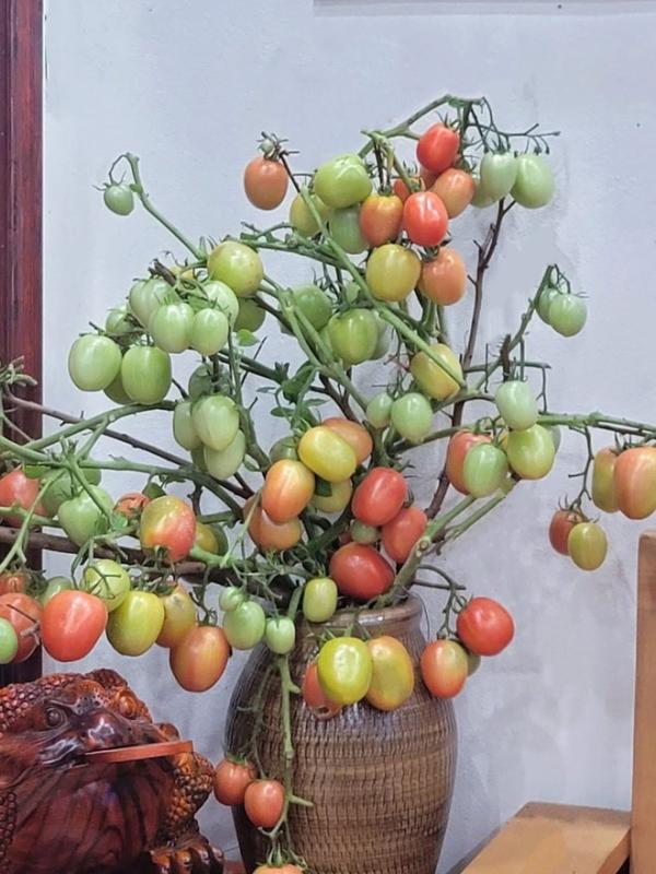 Cô giáo Phú Thọ gây sốt với thú chơi cắm cành trái cây độc đáo , đặc biệt là dừa - Ảnh 5.