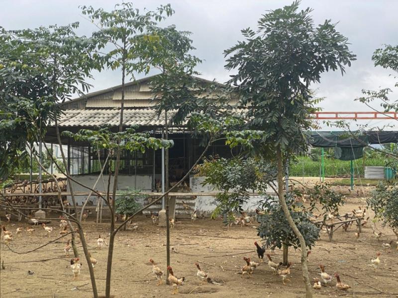 Sẽ thu hồi dự án sản xuất rau an toàn tại Bình Định do sai phạm- Ảnh 4. Sẽ thu hồi dự án sản xuất rau an toàn tại Bình Định do sai phạm- Ảnh 4.