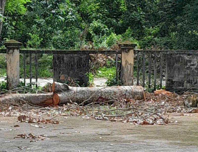 Cưa cây xanh trong trụ sở UBND xã Vĩnh Kim gây qũy: Lãnh đạo nhận khuyết điểm - Ảnh 2. Cưa cây xanh trong trụ sở UBND xã Vĩnh Kim gây qũy: Lãnh đạo nhận khuyết điểm - Ảnh 2.