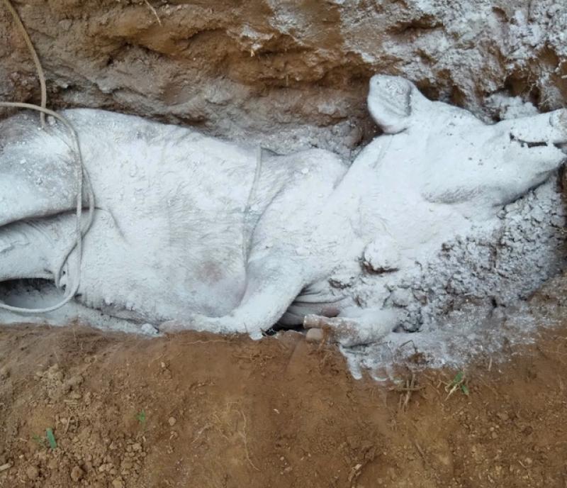 Lợn chết hàng loạt, người đứng đầu ngành nông nghiệp TP.Huế nói: 'Đang kiểm soát dịch bệnh'- Ảnh 4.