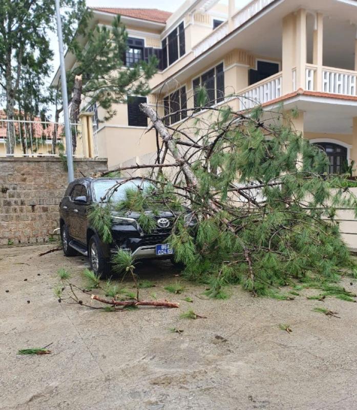 Cây xanh ngã đổ đè nhiều ô tô ở  P.Xuân Hương – Đà Lạt- Ảnh 1.