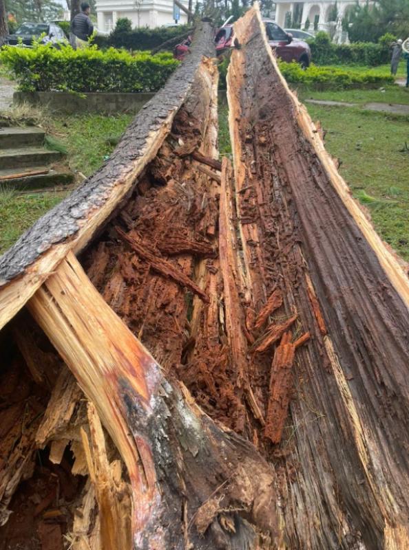 Cây xanh ngã đổ đè nhiều ô tô ở  P.Xuân Hương – Đà Lạt- Ảnh 2.