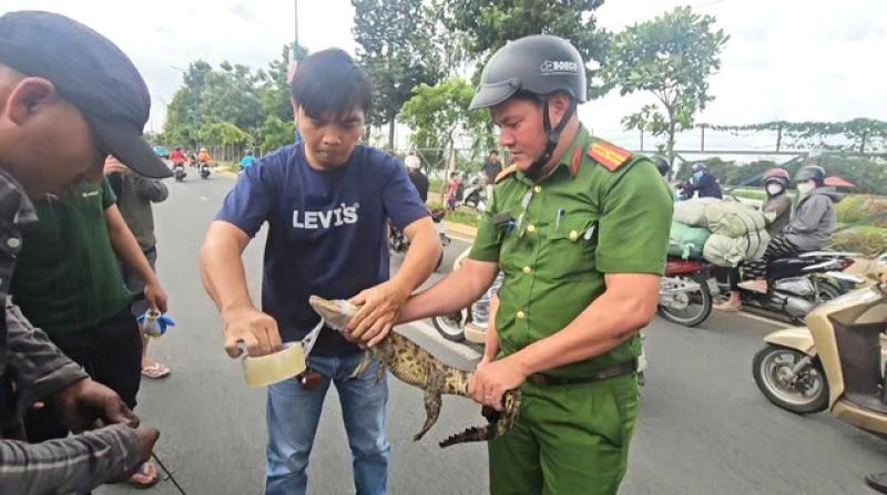 Bàn giao cá sấu bắt được dưới kênh Nước Đen ở TP.HCM cho kiểm lâm cứu hộ- Ảnh 1.