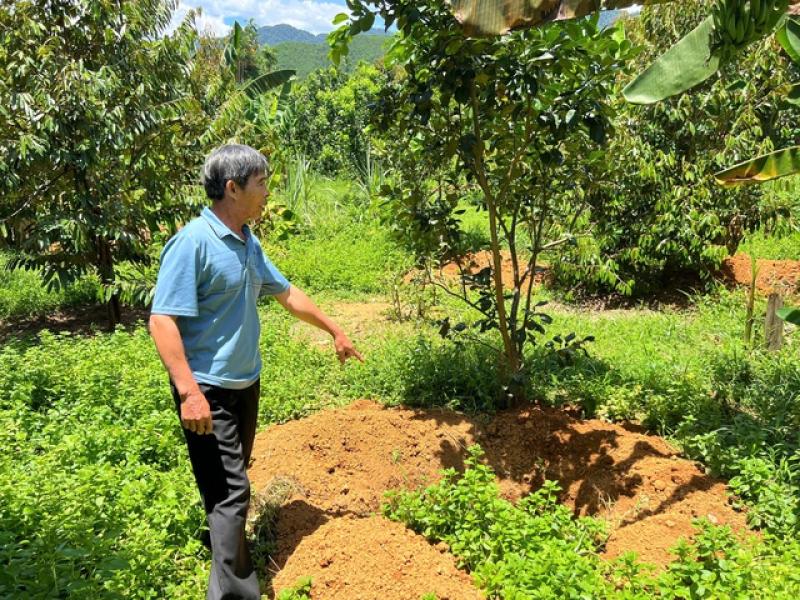 Lợn chết hàng loạt, người đứng đầu ngành nông nghiệp TP.Huế nói: 'Đang kiểm soát dịch bệnh'- Ảnh 1.