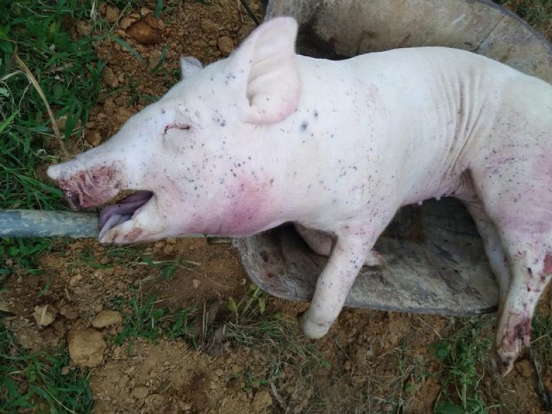 Vụ lợn chết hàng loạt ở TP.Huế: Xác định nguyên nhân - Ảnh 2.