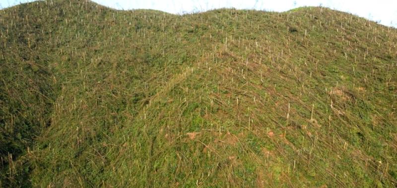 Quảng Ninh: Khởi tố nhóm lâm tặc núp bóng doanh nghiệp  - Ảnh 2.