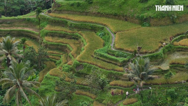 Giải mã bí ẩn trên ruộng bậc thang khiến du khách mê mẩn ở đảo Bali- Ảnh 4.