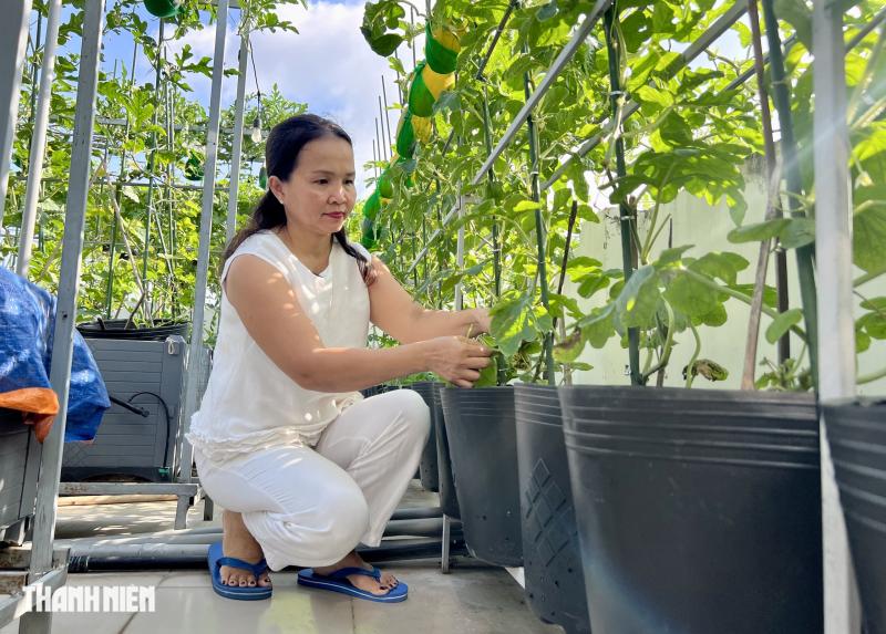Cận cảnh vườn trên sân thượng ở TP . HCM thu 100 trái dưa lưới mỗi vụ - Ảnh 8.