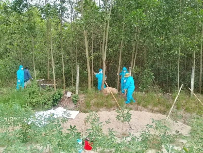 Tiêu hủy heo chết ở Quảng Ngãi: Người dân bức xúc vì bị thu 600.000 đồng/con - Ảnh 1.