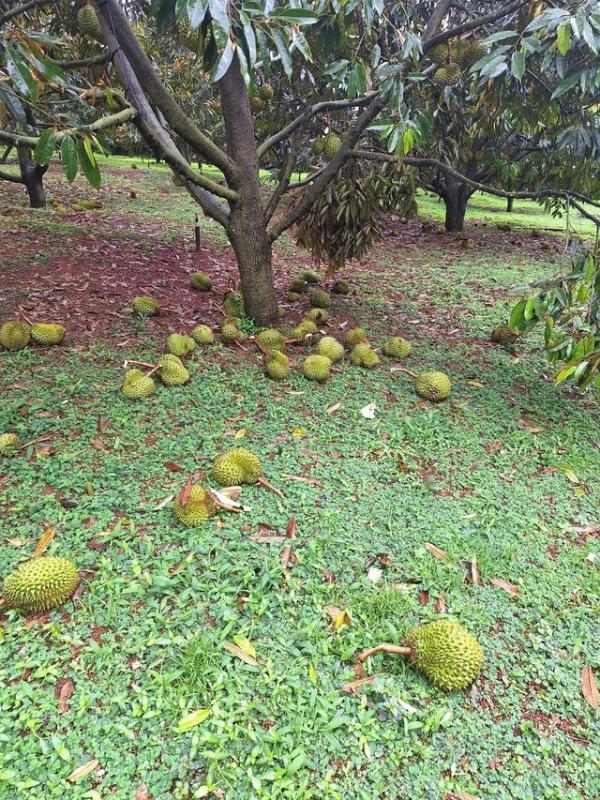 Lâm Đồng: Mưa lớn kèm gió giật kéo dài gây thiệt hại nặng - Ảnh 10.