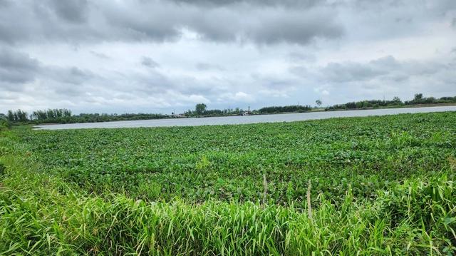 Tây Ninh: Người khai thác “đất lúa thành hồ nước khổng lồ” tố cáo - Ảnh 1.