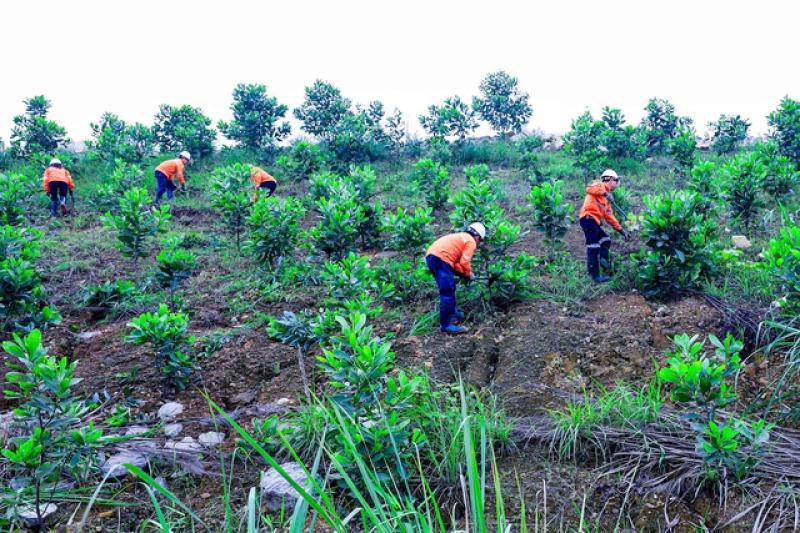 Núi Pháo tiên phong xanh hóa đất mỏ- Ảnh 4.