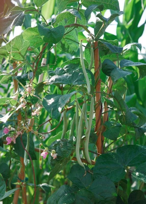 Mẹ Việt trồng rau Việt Nam tại Mỹ giữ gìn hương vị quê hương - Ảnh 7. Mẹ Việt trồng rau Việt Nam tại Mỹ giữ gìn hương vị quê hương - Ảnh 7.