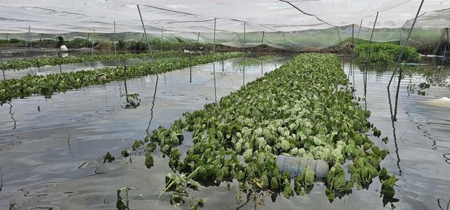 Mưa lớn gây ngập hàng ngàn mét vuông rau màu ở TP.HCM, nông dân thiệt hại nặng- Ảnh 1. Mưa lớn gây ngập hàng ngàn mét vuông rau màu ở TP.HCM, nông dân thiệt hại nặng- Ảnh 1.