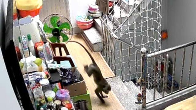 Kiểm lâm bắn gây mê khỉ nặng hơn 8 kg vào nhà dân quậy phá- Ảnh 1. Kiểm lâm bắn gây mê khỉ nặng hơn 8 kg vào nhà dân quậy phá- Ảnh 1.