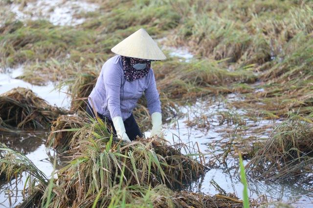 Nước mắt nông dân rơi sau bão- Ảnh 2. Nước mắt nông dân rơi sau bão- Ảnh 2.