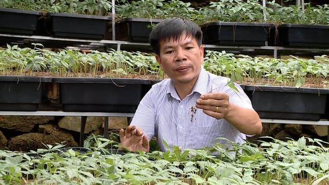 Nghiên cứu sâm Việt: Khám phá Điểm yếu chí tử cản trở phát triển bền vững - Ảnh 3. Nghiên cứu sâm Việt: Khám phá Điểm yếu chí tử cản trở phát triển bền vững - Ảnh 3.