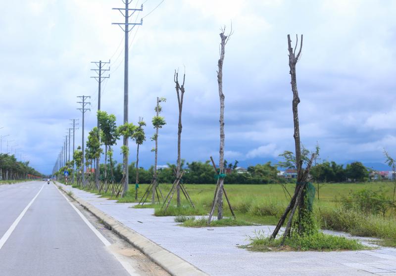 Hàng loạt cây xanh tại dự án đường hơn 370 tỉ ở Huế chết khô- Ảnh 2.