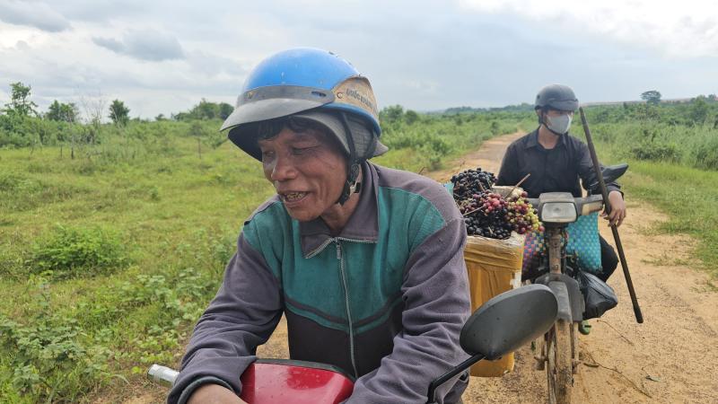 Hái nho rừng mưu sinh cạnh sân bay Long Thành - Ảnh 2. Hái nho rừng mưu sinh cạnh sân bay Long Thành - Ảnh 2.