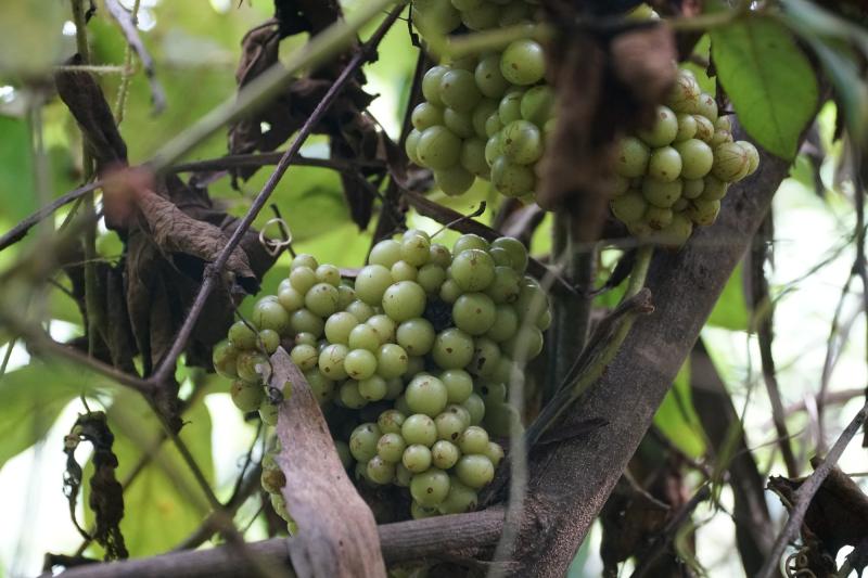 Hái nho rừng mưu sinh cạnh sân bay Long Thành - Ảnh 8. Hái nho rừng mưu sinh cạnh sân bay Long Thành - Ảnh 8.