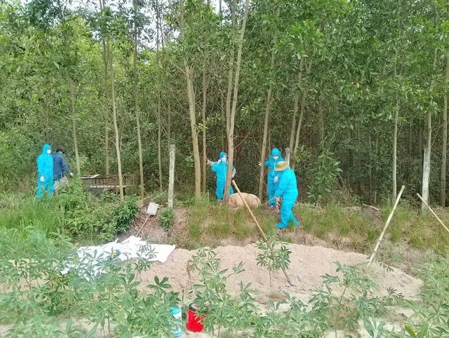 Quảng Ngãi hỗ trợ 3 , 5 tỉ đồng phòng chống dịch tả heo châu Phi - Ảnh 1. Quảng Ngãi hỗ trợ 3 , 5 tỉ đồng phòng chống dịch tả heo châu Phi - Ảnh 1.