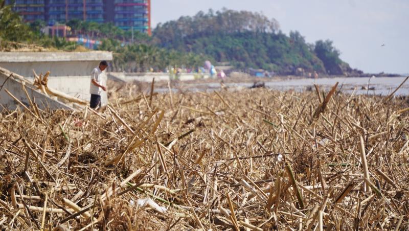 Rác, củi ngập tràn trên bãi biển Thanh Hóa- Ảnh 5.