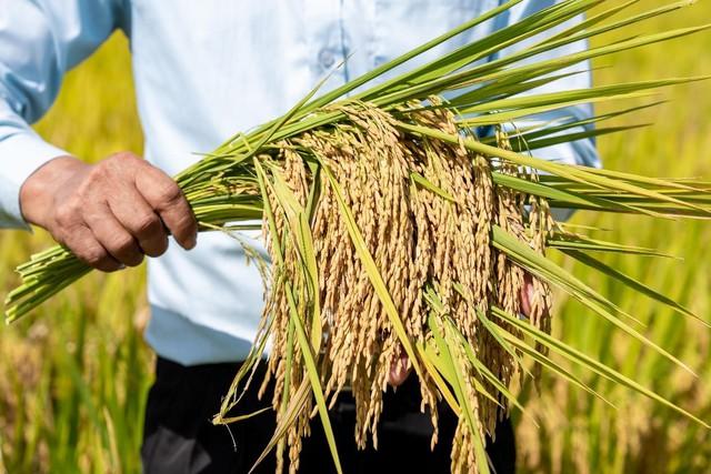 Phân Bón Cà Mau phát triển mô hình trình diễn giúp tăng năng suất cho cây lúa- Ảnh 3.