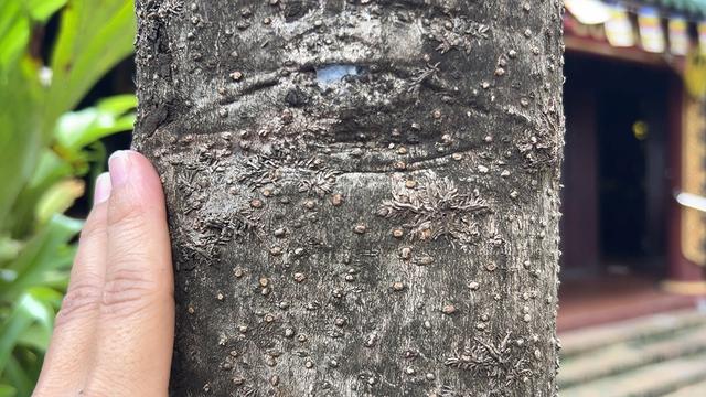 Cội bạch mai cổ thụ trăm tuổi và những câu chuyện Kỳ diệu tại chùa Gò - Ảnh 4. Cội bạch mai cổ thụ trăm tuổi và những câu chuyện Kỳ diệu tại chùa Gò - Ảnh 4.