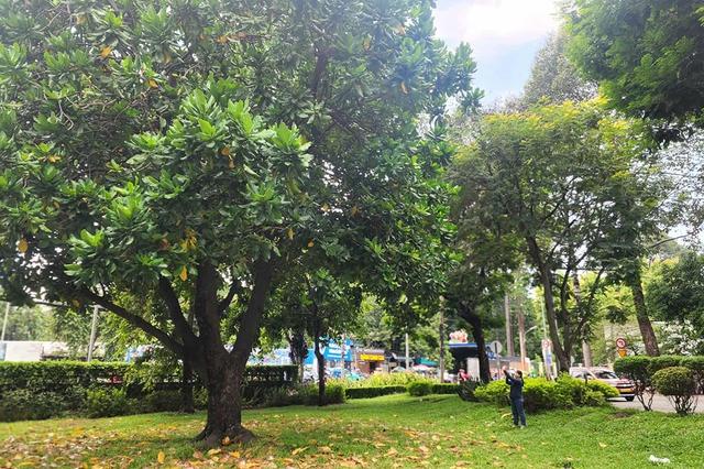 Cây bao báp khổng lồ và bàng vuông Trường Sa giữa lòng TP . HCM - Ảnh 1. Cây bao báp khổng lồ và bàng vuông Trường Sa giữa lòng TP . HCM - Ảnh 1.