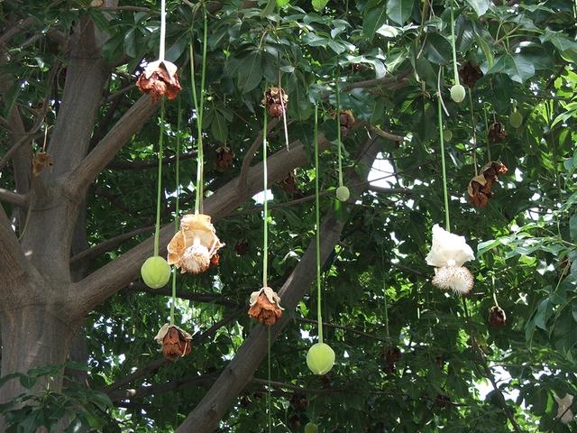 Cây bao báp khổng lồ và bàng vuông Trường Sa giữa lòng TP . HCM - Ảnh 5. Cây bao báp khổng lồ và bàng vuông Trường Sa giữa lòng TP . HCM - Ảnh 5.