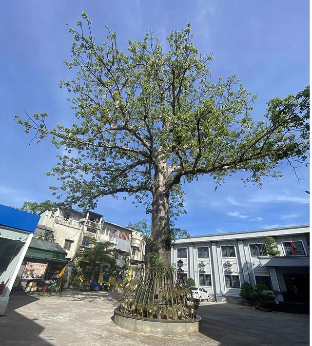Cây bao báp khổng lồ và bàng vuông Trường Sa giữa lòng TP . HCM - Ảnh 4. Cây bao báp khổng lồ và bàng vuông Trường Sa giữa lòng TP . HCM - Ảnh 4.