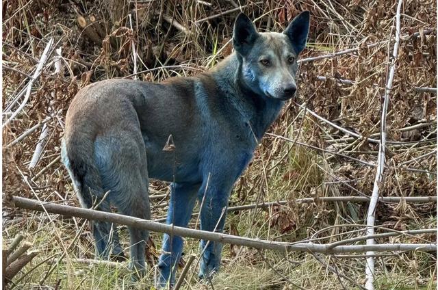 Chó lông xanh xuất hiện gần khu thảm họa hạt nhân Chernobyl - Ảnh 1.