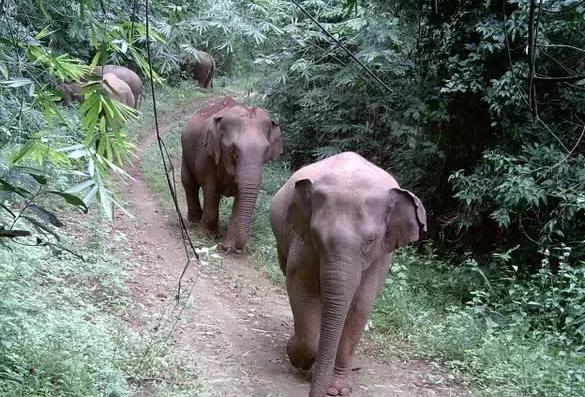 Đồng Nai nghiên cứu mở tour du lịch xem voi hoang dã- Ảnh 2. Đồng Nai nghiên cứu mở tour du lịch xem voi hoang dã- Ảnh 2.