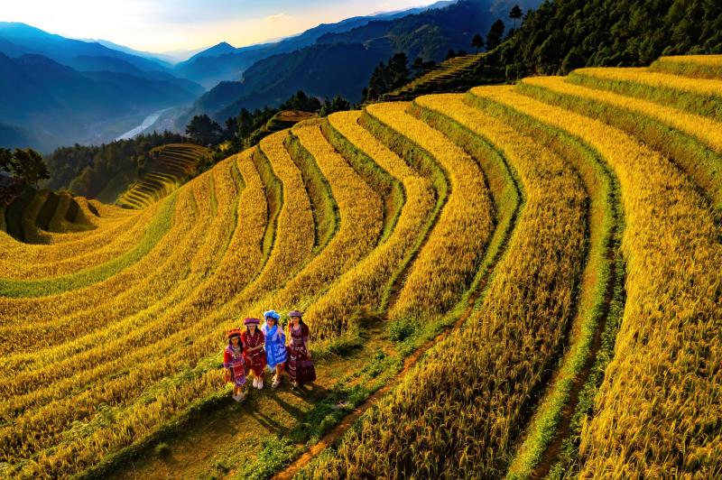 Đẹp nao lòng bức tranh mùa lúa chín ở Mù Cang Chải- Ảnh 6. Đẹp nao lòng bức tranh mùa lúa chín ở Mù Cang Chải- Ảnh 6.